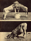 San Diego probably never had a more unique animal act show than the one put on by Frank Sessions, down by the old La Jolla railroad station; the photos  show two of his trained steers in action.